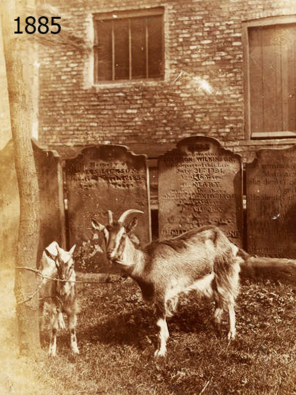 Goats in the Cemetery