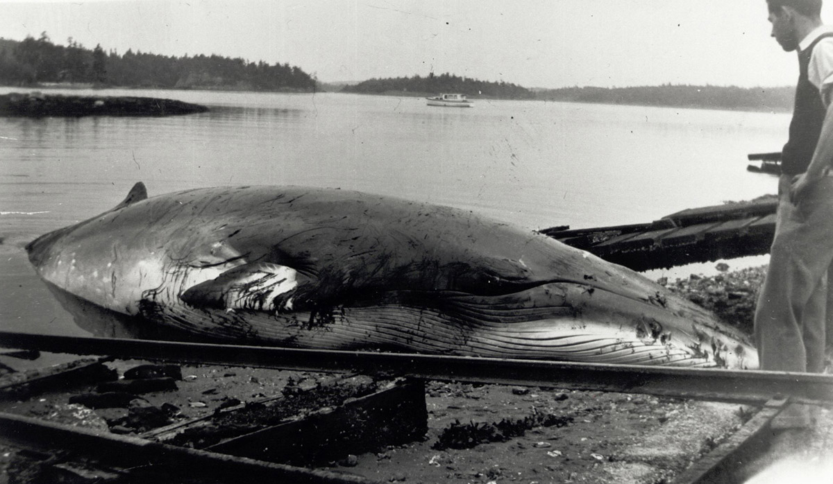 Beached Minke Whale